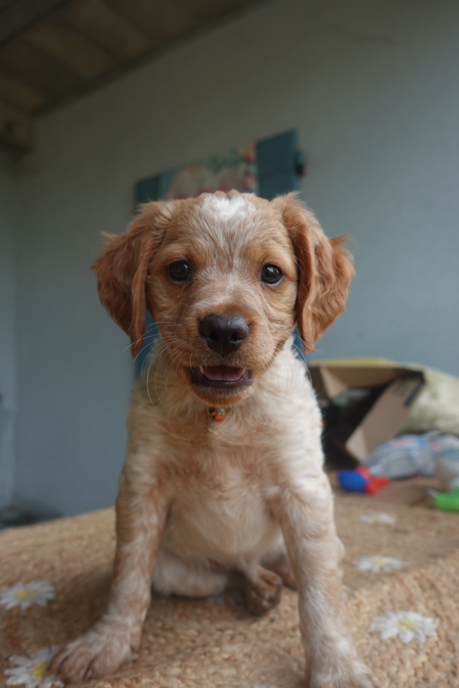 CHIOT 8