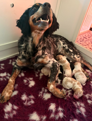 Les chiots de Epagneul Breton
