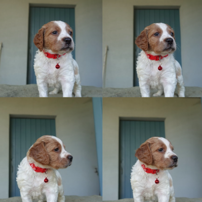 Les chiots de Epagneul Breton