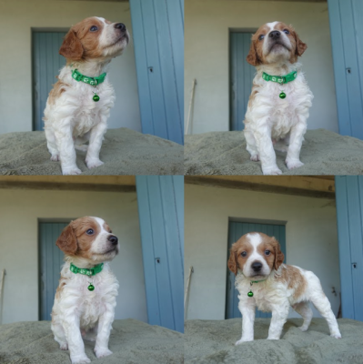 Les chiots de Epagneul Breton