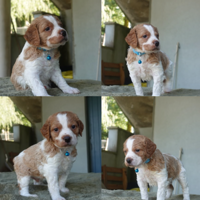 Les chiots de Epagneul Breton
