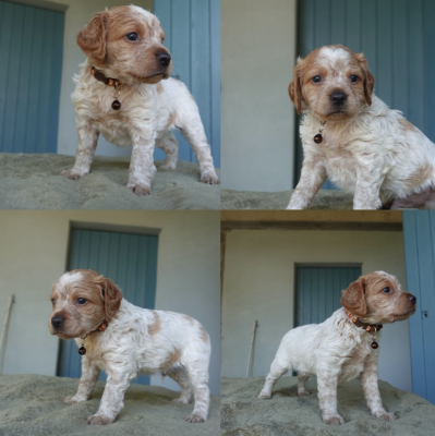 Les chiots de Epagneul Breton