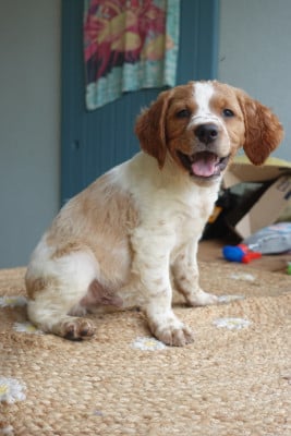 Les chiots de Epagneul Breton