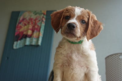 Les chiots de Epagneul Breton