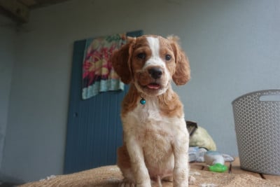Les chiots de Epagneul Breton