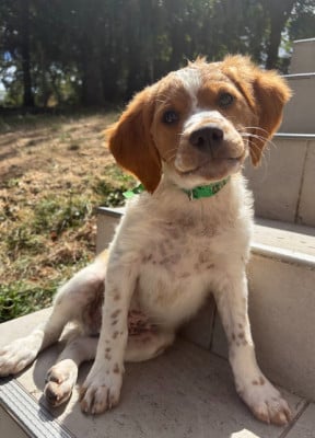 Les chiots de Epagneul Breton