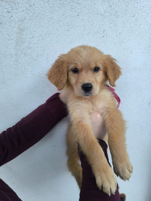 Les chiots de Golden Retriever