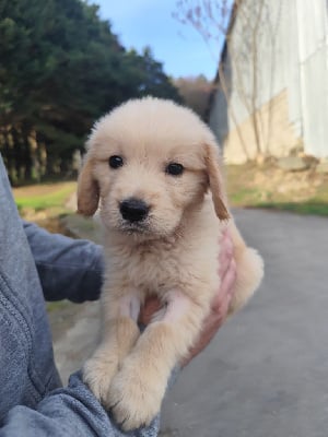 Les chiots de Golden Retriever
