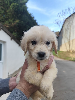Les chiots de Golden Retriever