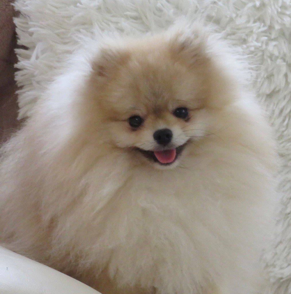 floryartpom's Akira born to run