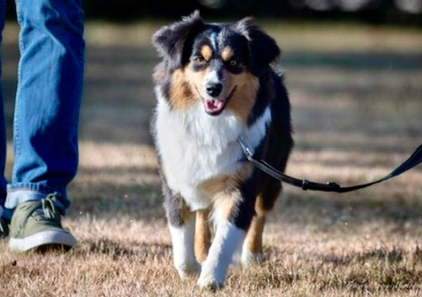 Publication : of Precious Stone Race Auteur : Lobel Jeremy