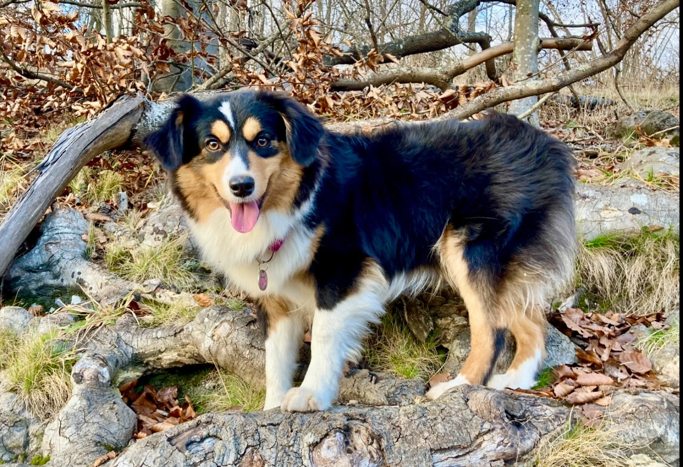 Publication : of Precious Stone Race Auteur : Lobel Jeremy