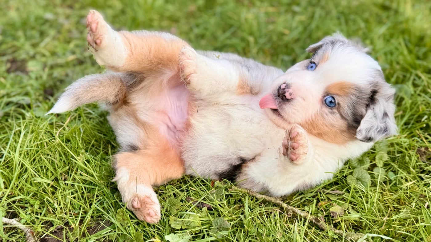 Berger Américain Miniature  - of Precious Stone Race