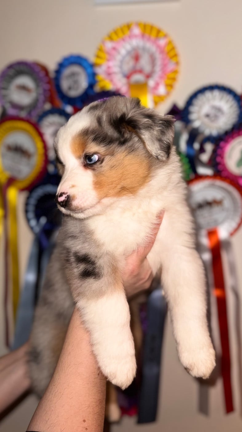 Berger Américain Miniature  - of Precious Stone Race