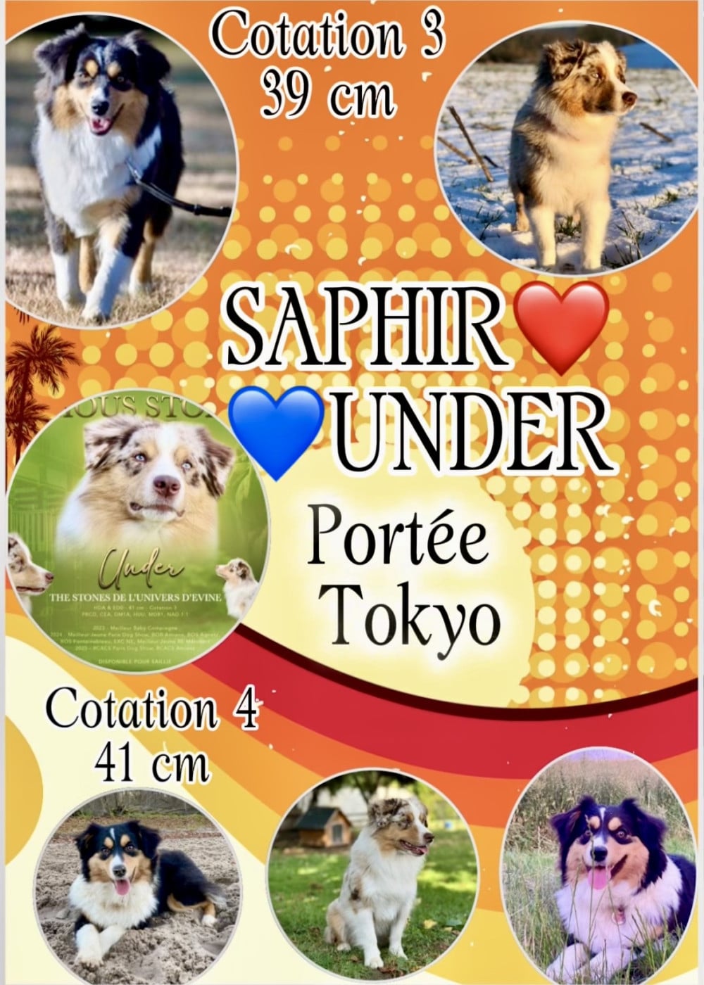 Berger Américain Miniature  - of Precious Stone Race