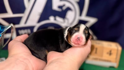 Les chiots de Berger Américain Miniature
