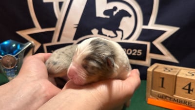 Les chiots de Berger Américain Miniature