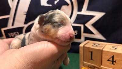 Les chiots de Berger Américain Miniature