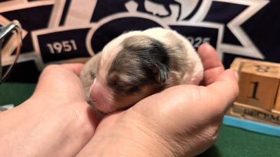 Les chiots de Berger Américain Miniature