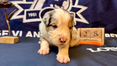 Les chiots de Berger Américain Miniature 