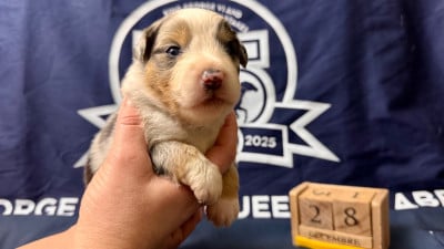 Les chiots de Berger Américain Miniature 