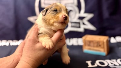 Les chiots de Berger Américain Miniature 