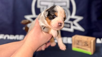 Les chiots de Berger Américain Miniature 