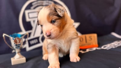 Les chiots de Berger Américain Miniature 