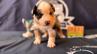 Les chiots de Berger Américain Miniature 