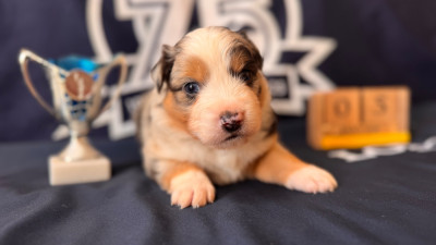 Les chiots de Berger Américain Miniature