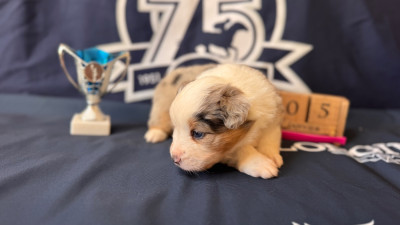 Les chiots de Berger Américain Miniature