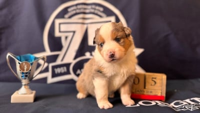 Les chiots de Berger Américain Miniature 