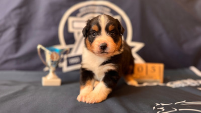 Les chiots de Berger Américain Miniature