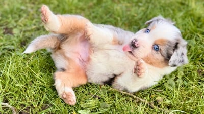 Les chiots de Berger Américain Miniature 