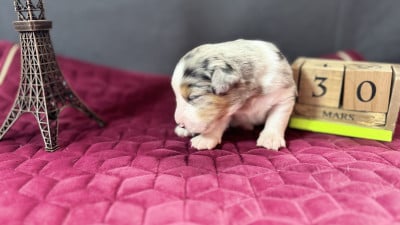 Les chiots de Berger Américain Miniature 