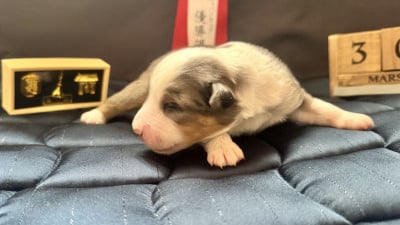 Les chiots de Berger Américain Miniature 