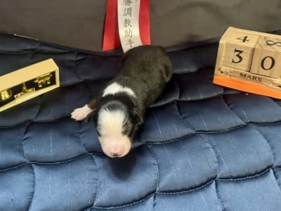 Les chiots de Berger Américain Miniature 