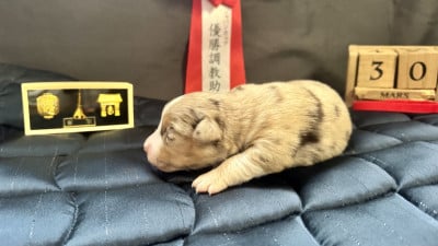 Les chiots de Berger Américain Miniature 