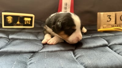 Les chiots de Berger Américain Miniature 