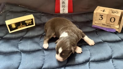 Les chiots de Berger Américain Miniature 