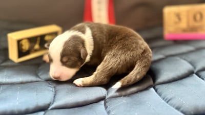 Les chiots de Berger Américain Miniature 