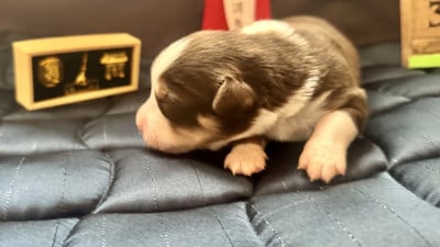 Les chiots de Berger Américain Miniature 