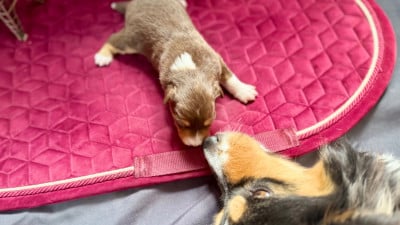 Les chiots de Berger Américain Miniature 