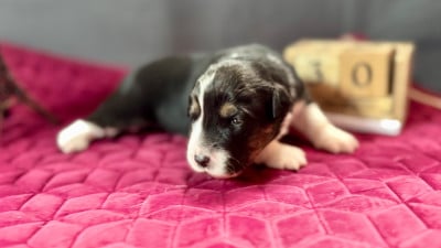 Les chiots de Berger Américain Miniature 