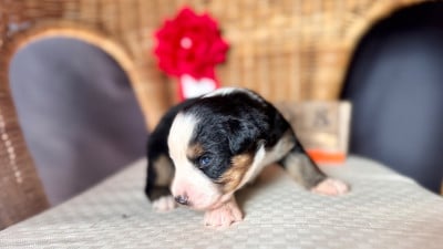 Les chiots de Berger Américain Miniature 