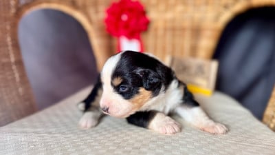 Les chiots de Berger Américain Miniature 