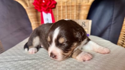 Les chiots de Berger Américain Miniature 