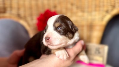 Les chiots de Berger Américain Miniature 