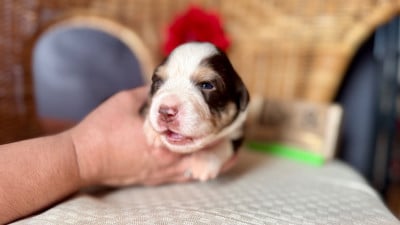 Les chiots de Berger Américain Miniature 