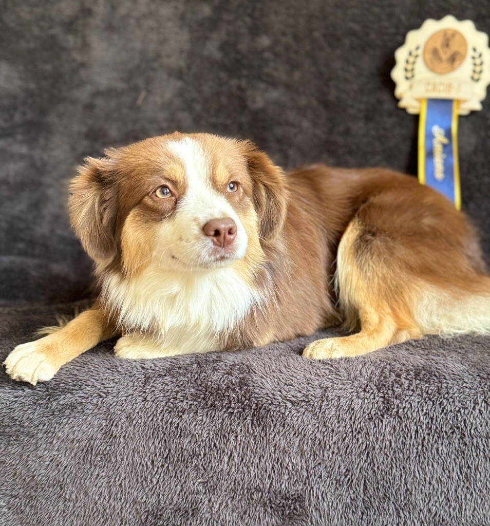 Very pretty pearl of Precious Stone Race - 1 EX CACIB-J MEILLEUR SEXE OPPOSE MEILLEUR JEUNE